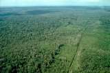 Desde África llaman a aumentar inversión en bosques para evitar deforestación mundial