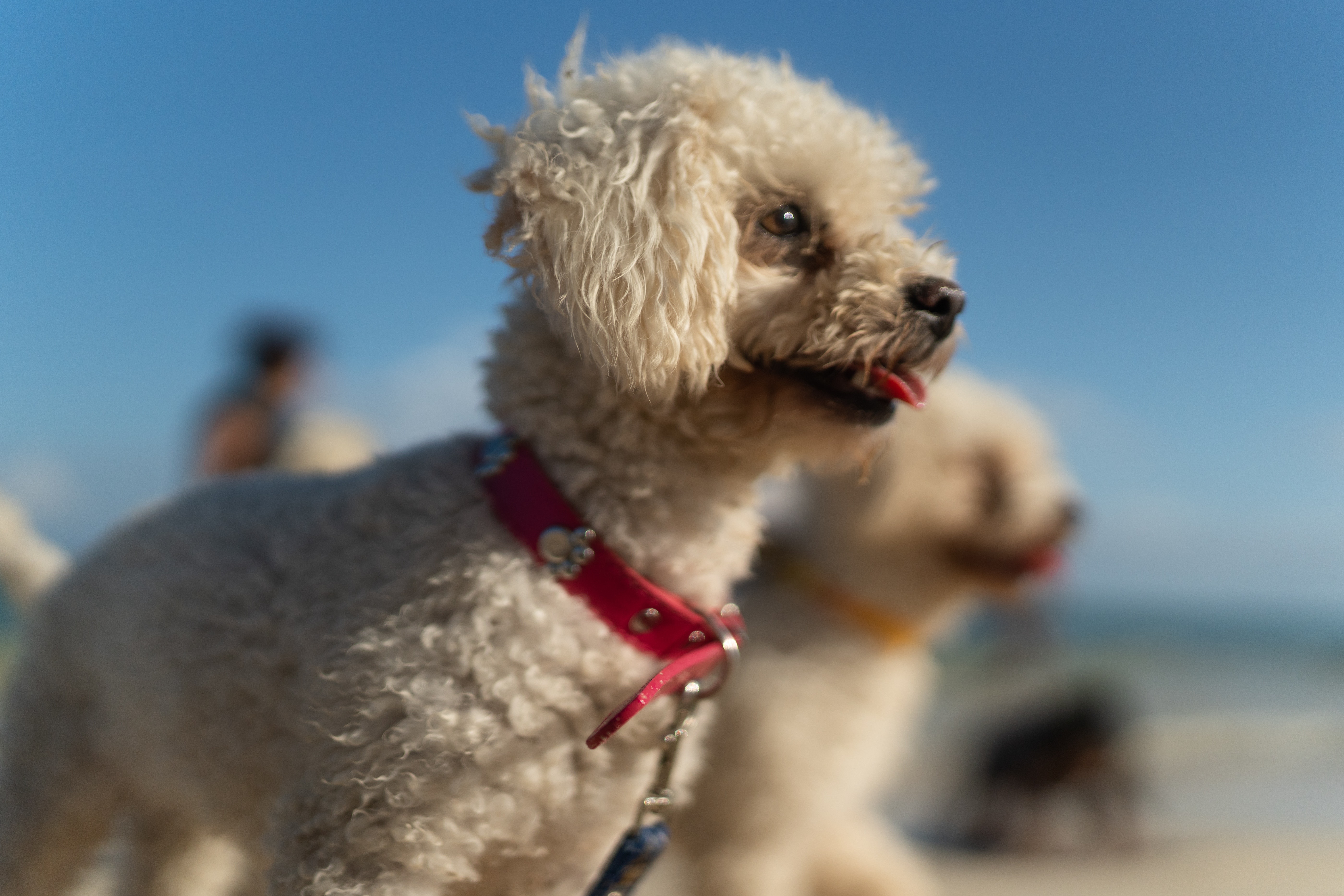 Poodle