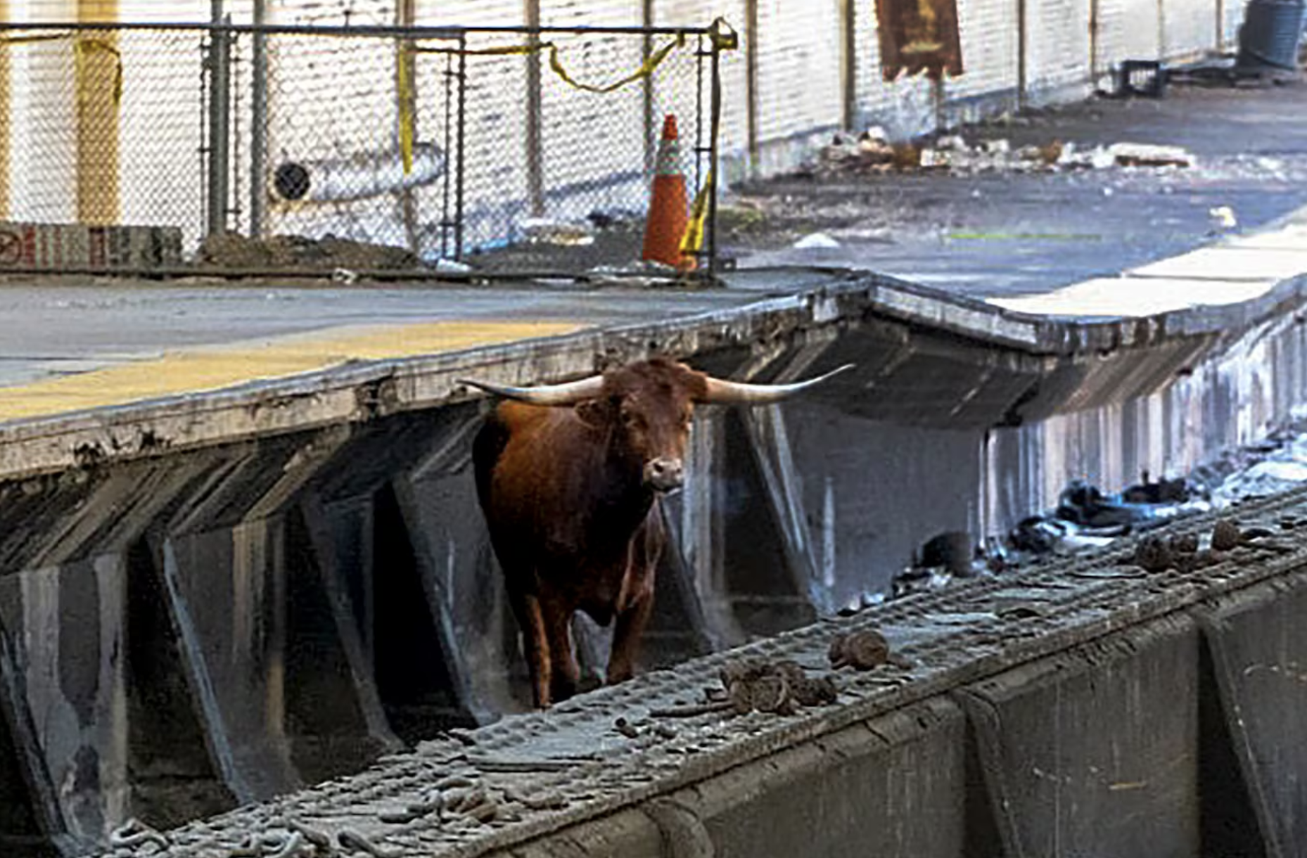 No se reportaron heridos por este suceso, de hecho, el animal caminaba tranquilo por las vías del tren.