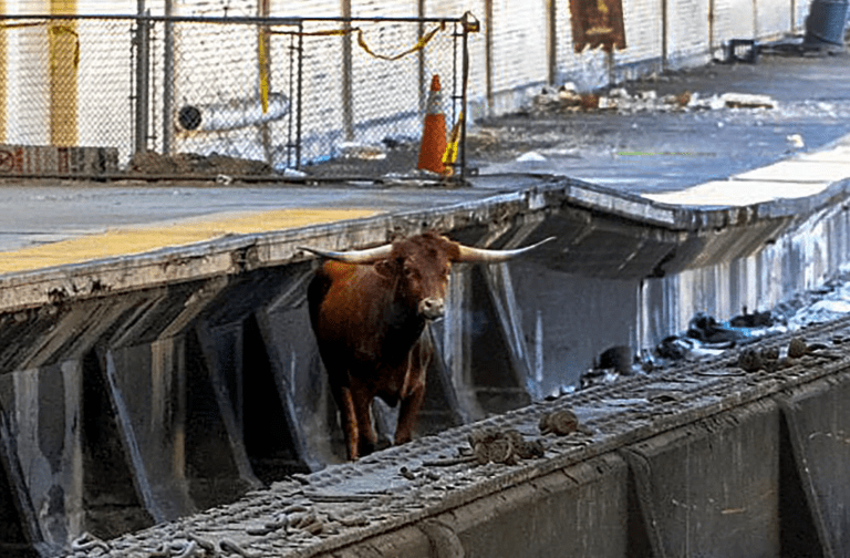 Toro en las vías del tren interrumpió conexión entre Nueva Jersey y Nueva York