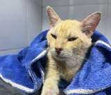 Mango, el gato que sobrevivió a una caída desde un cuarto piso, busca un hogar