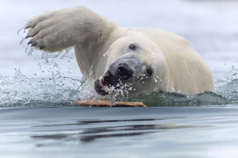 Categoría Comportamiento - Mamíferos:
Tom Nickels, de Finlandia, cuenta que mientras navegaba por el archipiélago de Svalbard se encontraron a tres osos polares, los cuales se alimentaban de varios cadáveres de delfines. En ese momento, vio a uno de ellos jugar con un palo, la escena que ganó en esta categoría.