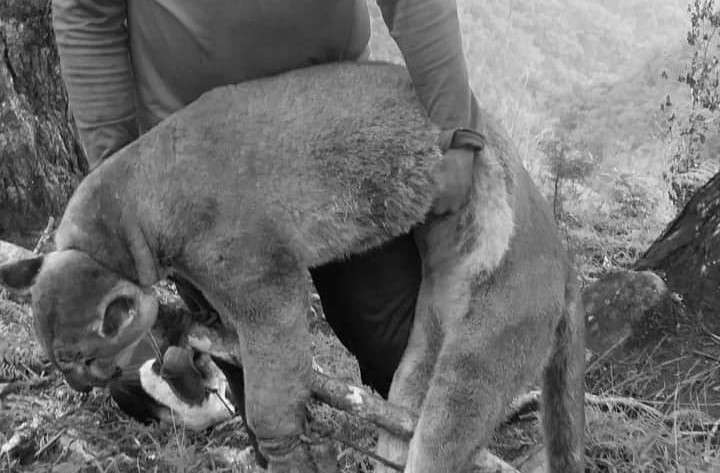 Corponor abrió una investigación, en conjunto con la Policía, para determinar cómo murió el animal.