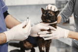 Vacunas para gatos: ¿cuáles son las esenciales y cuándo se ponen?