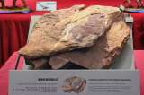 Científicos encontraron fósiles de dinosaurio por primera vez en una isla remota