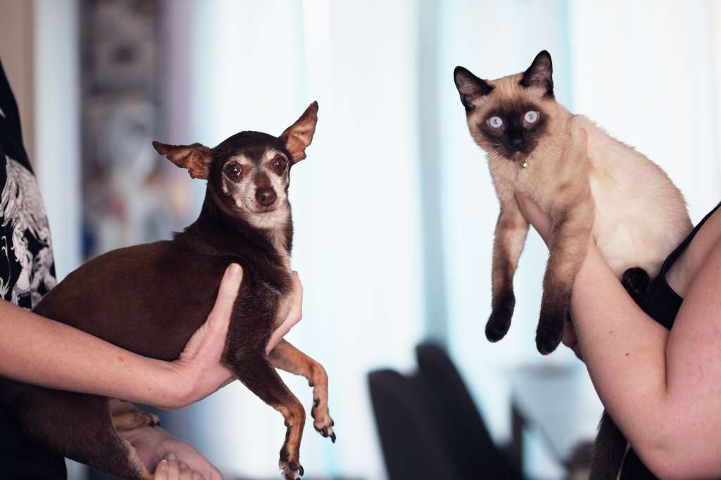 Gato y perro