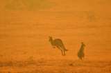Los incendios en Australia amenazan el futuro de 327 especies de animales y plantas