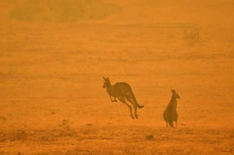 Los incendios en Australia amenazan el futuro de 327 especies de animales y plantas