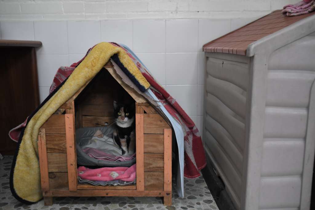 Fundación y refugio animal para perros y gatos ubicado en el Colegio Delia Zapata Olivella (IED)