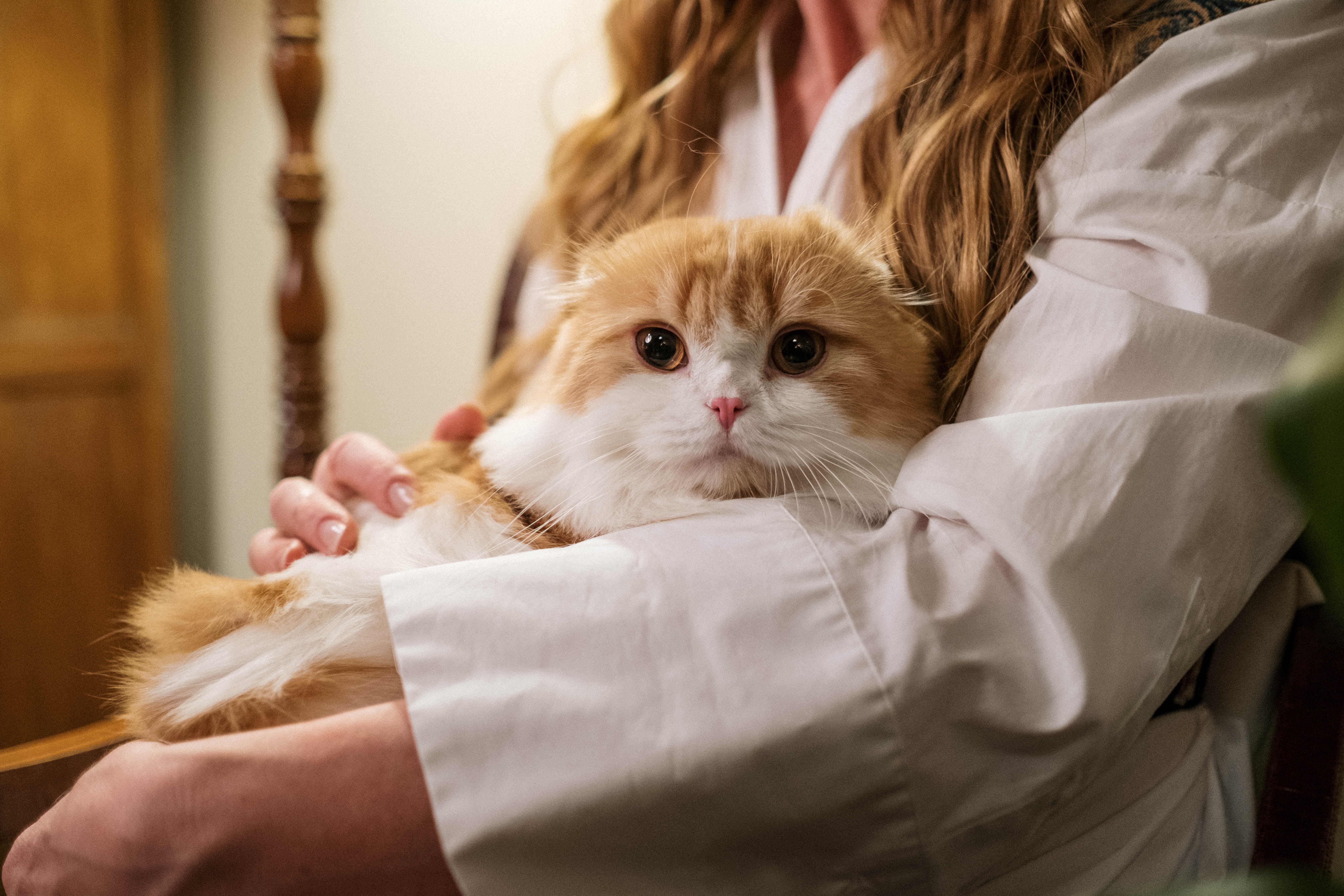 ¿Cómo saber si el gato tiene hiperapego?