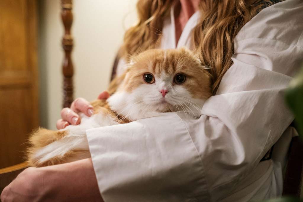 ¿Cómo saber si el gato tiene hiperapego?