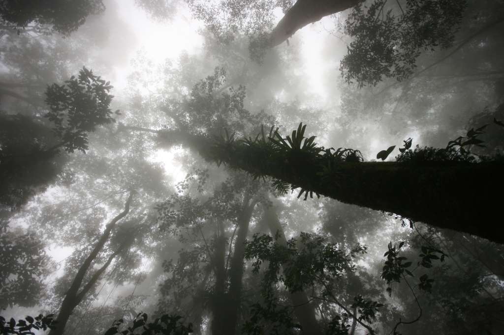 Bosque de niebla tropical en Oaxaca, México. Estos ecosistemas se encuentran entre los 1.500 y 3.500 metros sobre el nivel del mar.