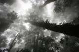 Los bosques tropicales se están elevando, empujados por el cambio climático