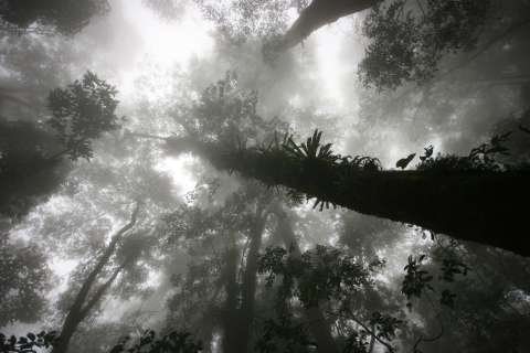 Los bosques tropicales se están elevando, empujados por el cambio climático