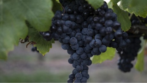 Tannat, una uva “difícil” que puso a Uruguay en el mapa mundial del vino