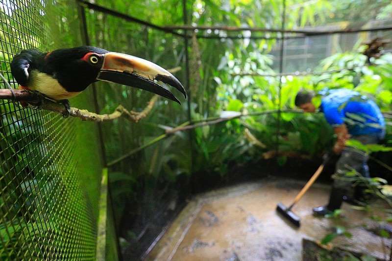Tras cierre de zoológicos estatales en Costa Rica, reportan la muerte de 7 animales