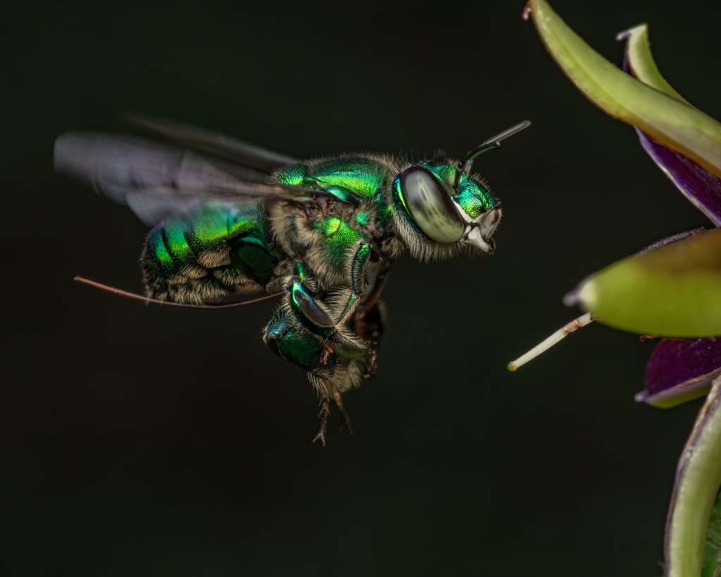 Una abeja euglosina en vuelo, protagonista del capítulo “Bienvenidos a la jungla”.