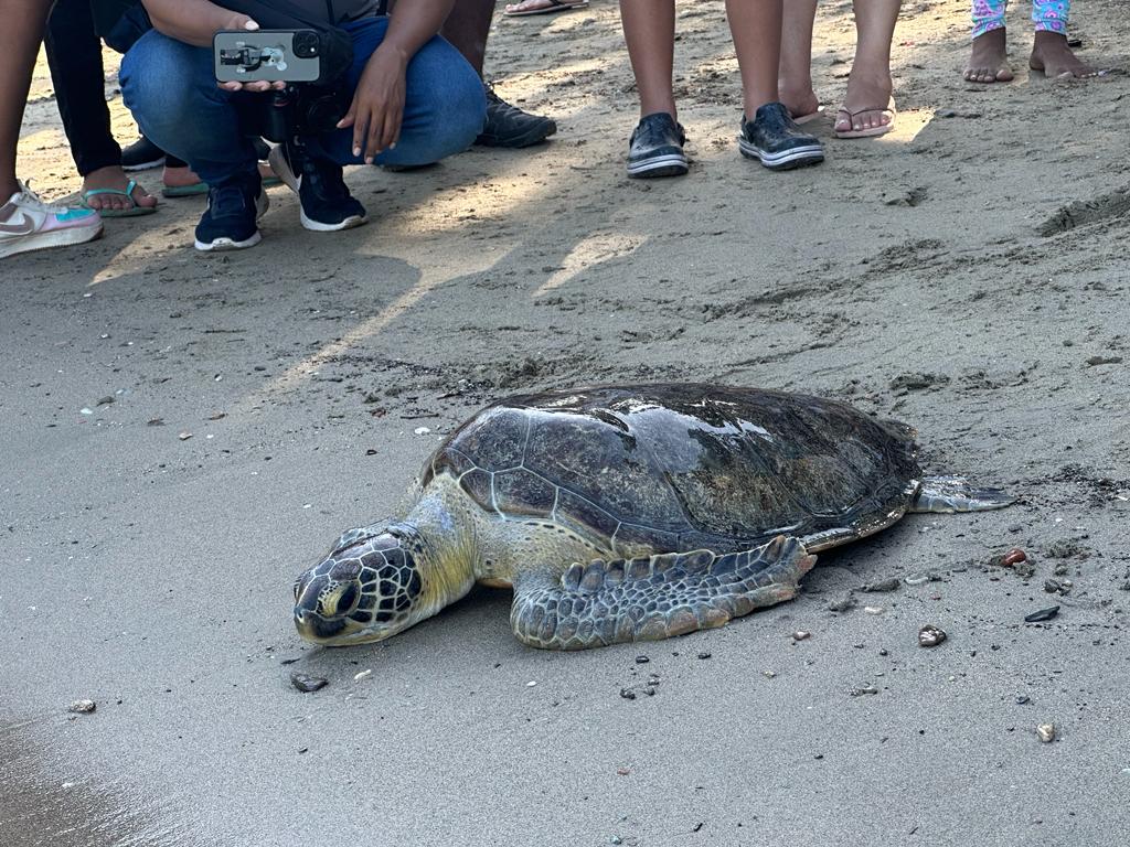 Tortuga verde enferma de fibropapiloma