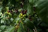 Minhacienda autoriza $23.400 millones para renovar cafetales