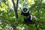 Caza furtiva: la principal amenaza del lémur en Madagascar