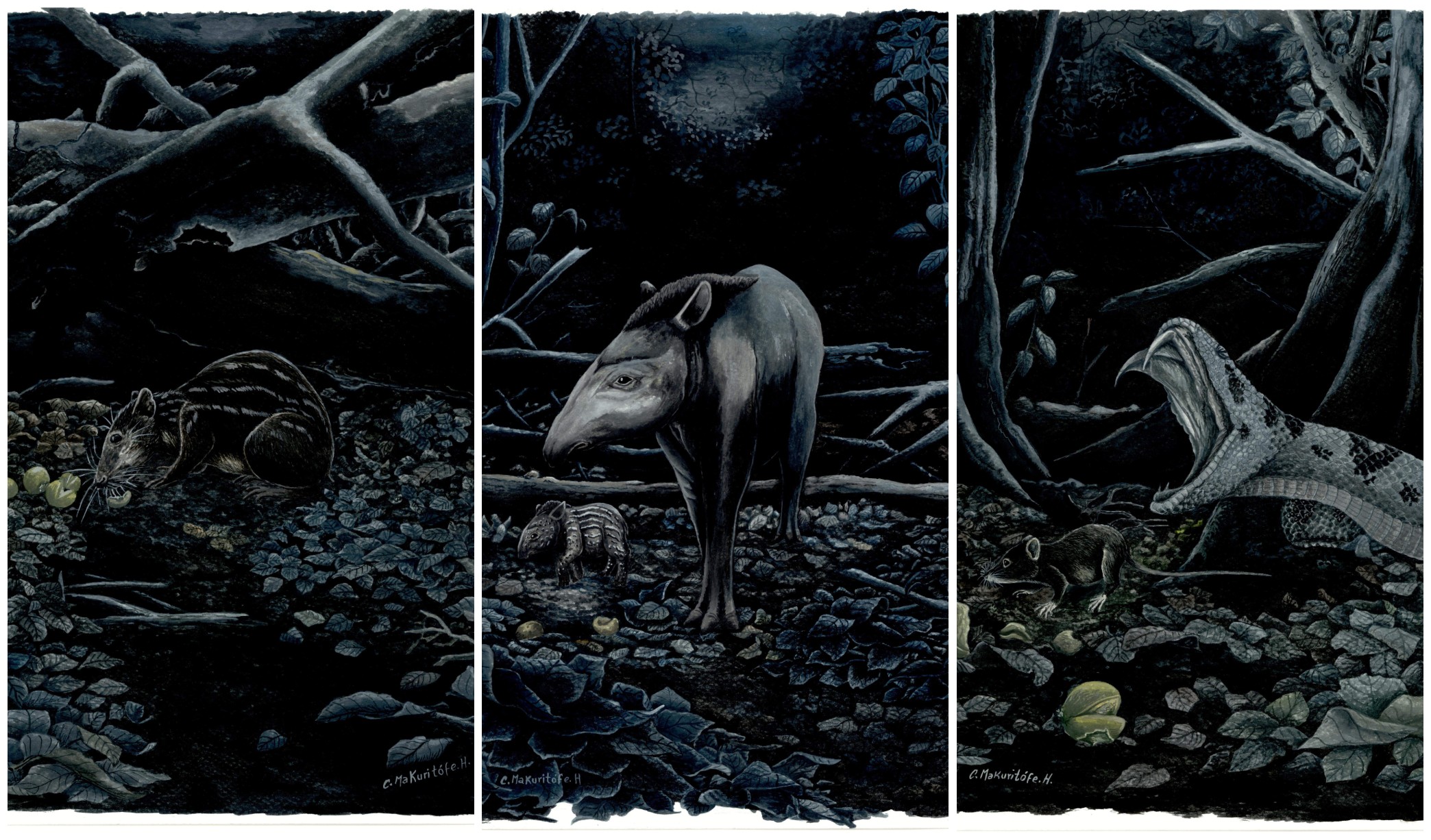 Ilustraciones que muestran algunas de las conexiones ecológicas nocturnas alrededor del caimo.