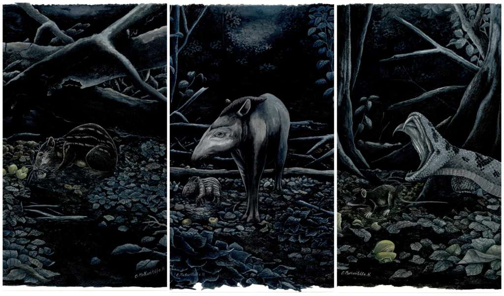 Ilustraciones que muestran algunas de las conexiones ecológicas nocturnas alrededor del caimo.