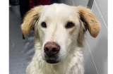 Con solo tres años, Bethoveen regresa a la fundación después de tres abandonos
