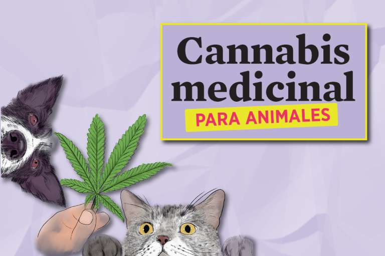 Los usos médicos del cannabis, que se han extendido por varios países gracias a la regulación, también benefician a algunos animales.