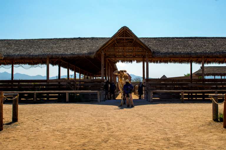 Hércules es el camello más grande del Rancho Tierra Sagrada también el más grande de Latinoamérica, pues con solo 5 años pesa más de 1 tonelada.