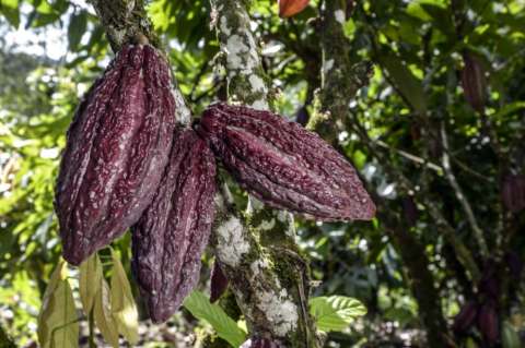 Contracción de oferta de cacao durará hasta fin de año