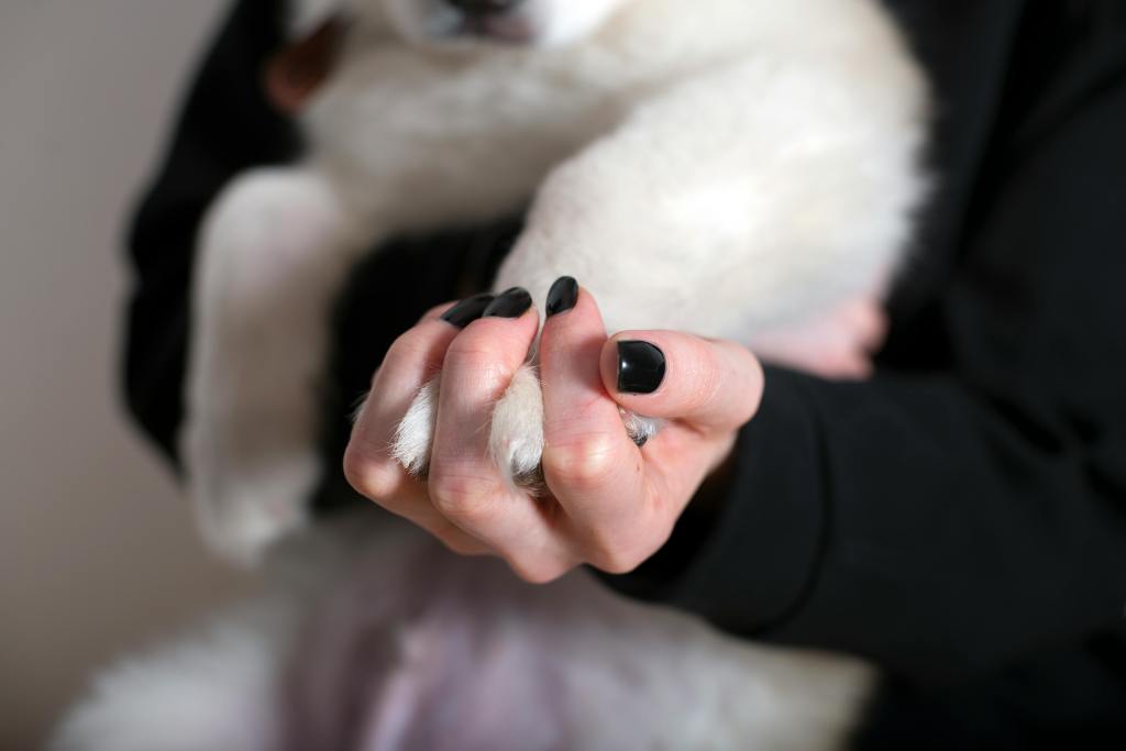 ¿Compañía o consumo?  La mercantilización del apoyo emocional a través del uso de animales