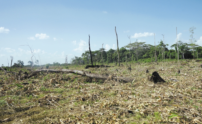 Según un informe de la plataforma Mapbiomas, en 2021 se deforestaron 111 hectáreas por hora en Brasil o unos 18 árboles por segundo. / Iván Muñoz Franco