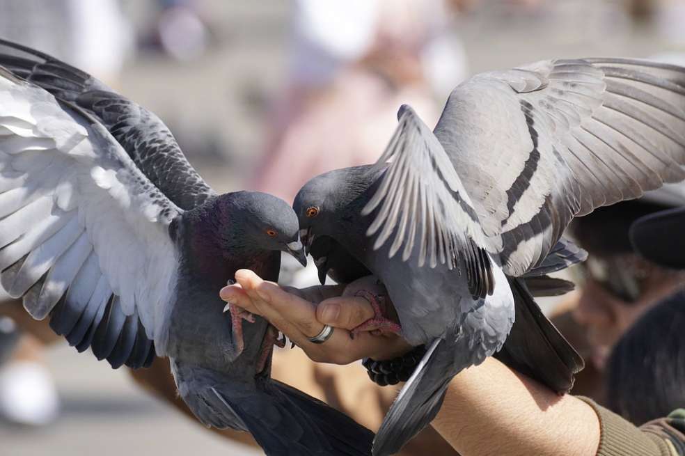 El número de palomas en la Plaza de Bolívar puede superar los 3.400 los fines de semana. / Referencia - Pixabay.