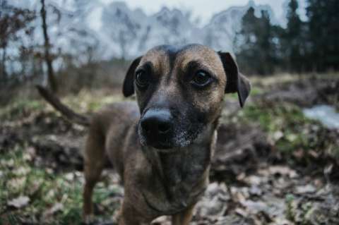 El dramático rescate de Milo, un cachorro que cayó al río Tunjuelito