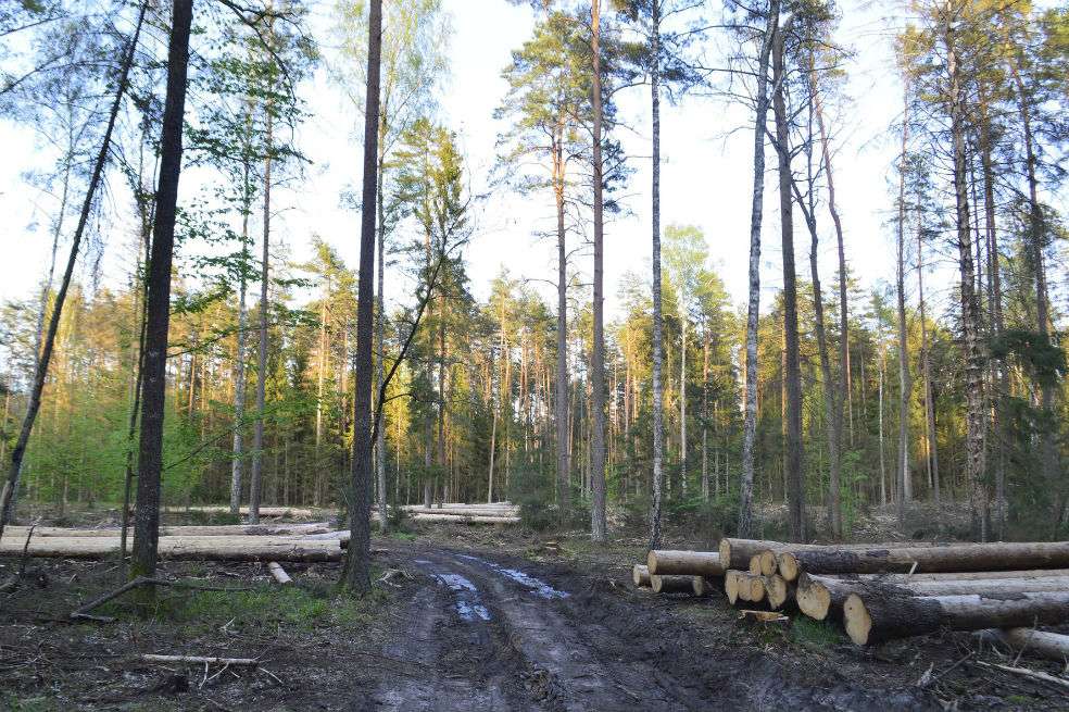 El bosque alberga especies en vía de extinción y es uno de los últimos santuarios vírgenes de naturaleza en Europa. / Adam Bohdan/Wild Poland Foundation