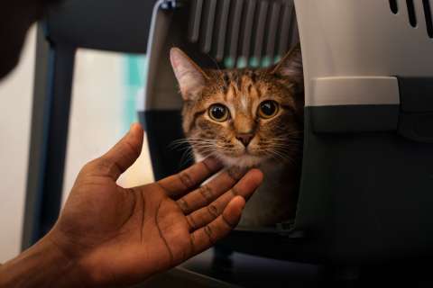 ¿Por qué es bueno tener varios gatos en casa?