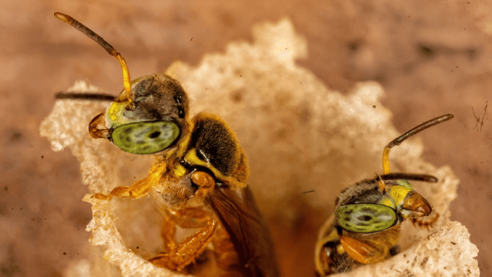 Abejas sin aguijón. /Instituto de Investigaciones de la Amazonía Peruana