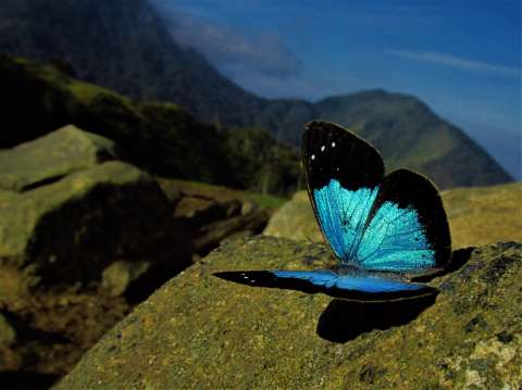 Fotos: las mariposas endémicas que habitan la Sierra Nevada de Santa Marta