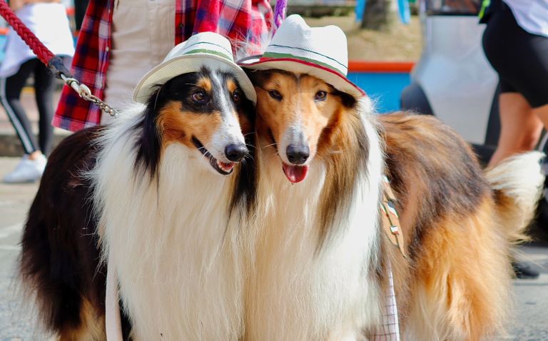 El pueblo colombiano que celebró su cumpleaños con un desfile de mascotas