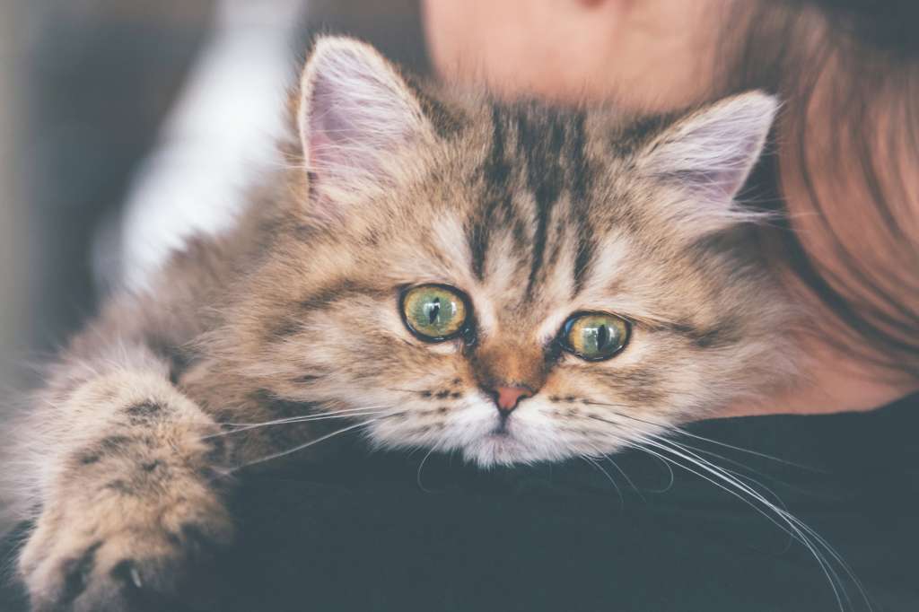 Los gatos ancianos tienen mayor probabilidad de llorar en la noche debido al desarrollo de enfermedades.
