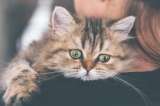 ¿Por qué mi gato llora tanto?