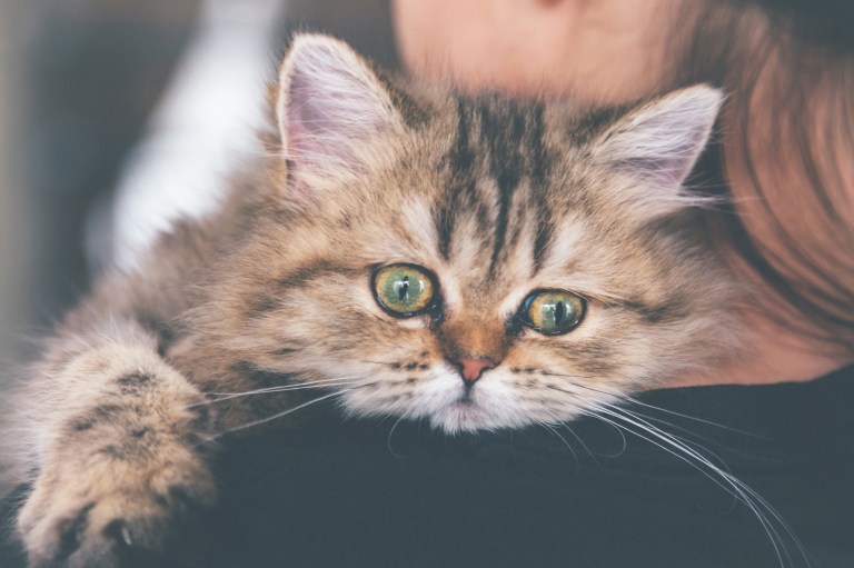 ¿Por qué mi gato llora tanto?