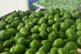 Aguacate hass colombiano llegará a Corea del Sur