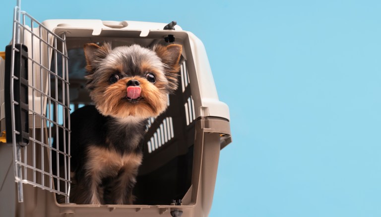 Estas son las recomendaciones de una aerolínea para viajar con mascotas en Navidad