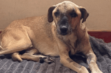 (Video) La última quimio de Rodolfo, un perrito que fue atacado con un machete
