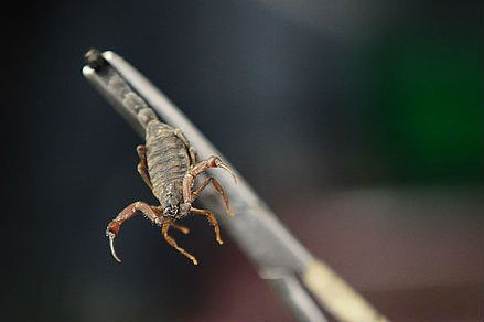 Veneno de escorpión serviría para tratar cuatro tipos de cáncer