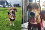 ¿Lo ha visto? Buscan a Cinco, perrito que se perdió en Bogotá