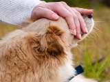 La relación que tendría la tenencia de perros con las bajas tasas de natalidad