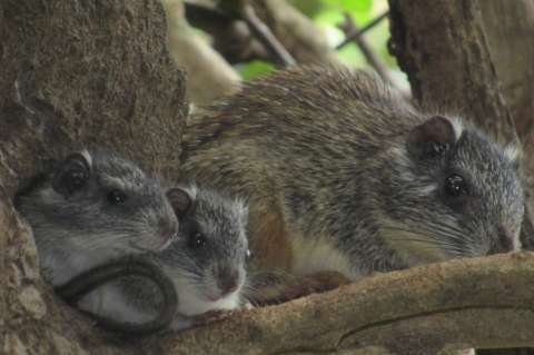 En imágenes: los animales que se volvieron a ver en Ciénaga Grande de Santa Marta