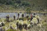Especies invasoras aumentan el riesgo de páramos en incendios forestales: Instituto Humboldt